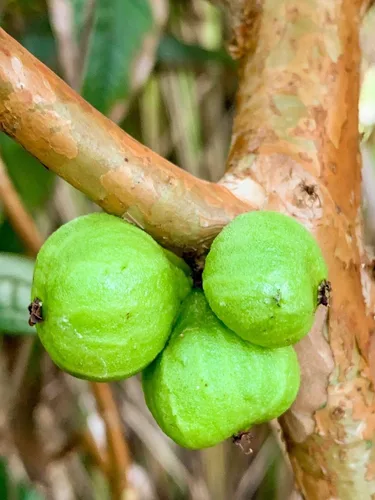 Miniatura 8 de Almacén de EE. UU., planta viva (no semilla ni bulbo), planta blanca Jaboticaba Plinia Aureana de hoja grande de árbol frutal de uva brasileña