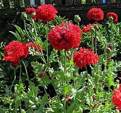 Miniatura 2 de Red~ "Papaver Somniferum" 300 Seeds-Annual Double PEONY POPPY