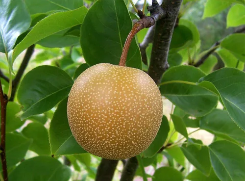 Miniatura 4 de Asian Pear Tree Semillas Premium Pyrus pyrifolia 'Fruit' Plants'® (Premium Seeds, 5)
