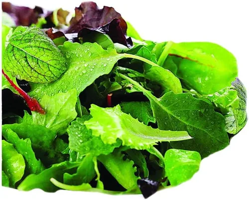 Miniatura 6 de Park Seed Batavian Full Heart Endive & Chicory Lechuga Mezcla de Semillas - Variedad nutritiva de Escarole con corazones blanqueados cremosos, ideal