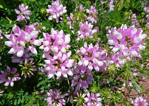500 semillas de arveja corona para plantar - Coronilla Varia