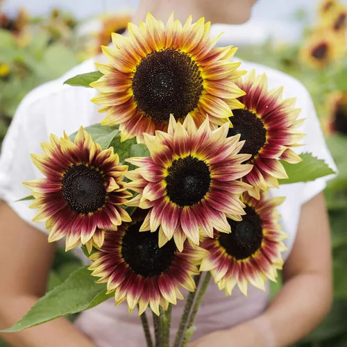Miniatura 26 de Eden Brothers Semillas de girasol - Autumn Beauty