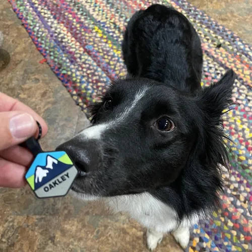Miniatura 5 de Placa de Identificación Silenciosa para Perro Personalizada con 5 Líneas de Grabado Profundo Personalizado, Etiqueta de Identificación con Nombre
