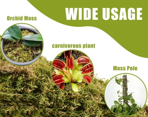 Miniatura 4 de Musgo de bosque seco para plantas, 16 onzas / 9 cuartos de galón, musgo esfagno de orquídea verde, musgo largo de fibra seca para suculentas, flores