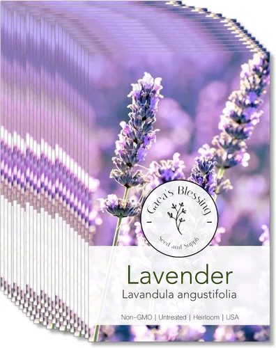 Miniatura 7 de Gaea's Blessing Semillas – Semillas de lavanda inglesa – Semillas tradicionales sin OMG con instrucciones fáciles de seguir – Vera True Lavender