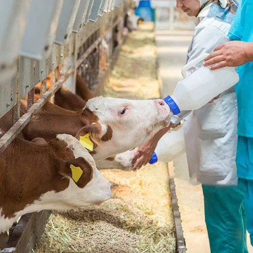 Miniatura 6 de 25 pezones de bebida de leche de vaca, silicona suave, tapa para botella de leche de cabra, alimentación para perros de oveja, cabra y cachorro, Azul