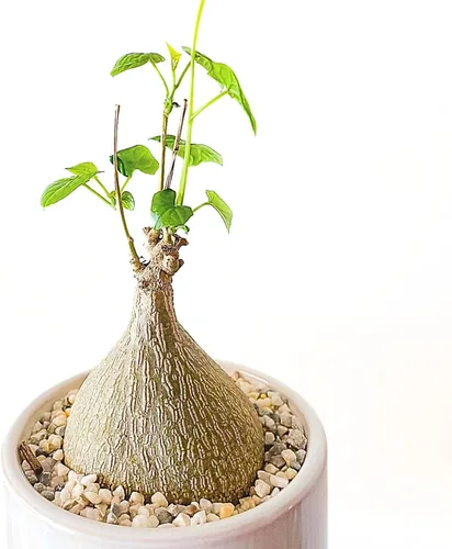 Live Gerrardanthus Macrorhizus - Planta suculenta Caudex rara - 3 a 4 pulgadas de alto - Planta única de coleccionista para interiores y exteriores