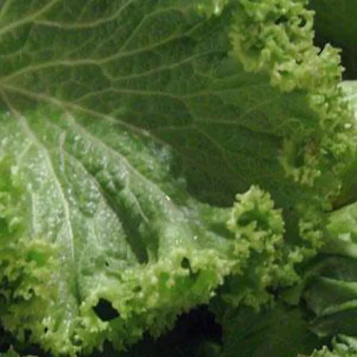 500 semillas de mostaza a la antigua para plantar reliquia sin OMG, 1.5+ gramos de supervivencia a granel de verduras de jardín