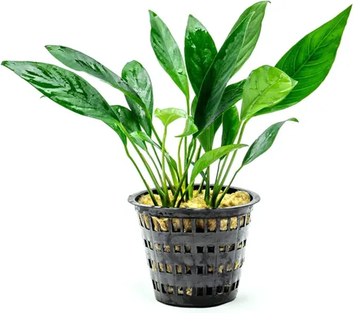 Miniatura 57 de SubstrateSource Plantas vivas – Anubias Hastifolia (Anubias hastifolia) – Luz baja a moderada, hojas en forma de flecha de color verde medio a