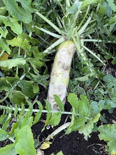Miniatura 3 de Semilla de rábano para plantar: jarra de 1/2 acre, semillas de parcela de alimentos Brassica con alto contenido de proteínas, cultivo de cobertura