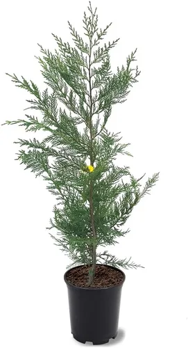 Generic Leyland Cypress, de crecimiento rápido, de hoja perenne, adaptable, follaje plumoso, maceta de 1 galón