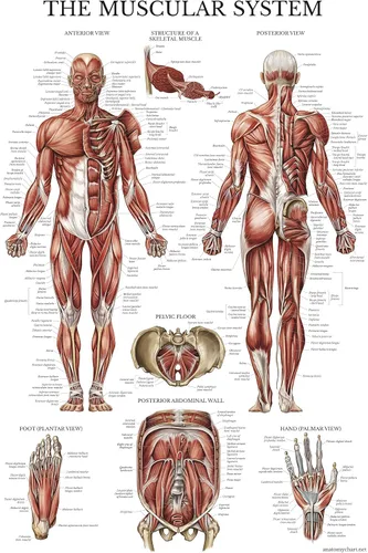 Miniatura 6 de Palace Learning Paquete de 2 pósteres anatómicos del sistema muscular + tabla de anatomía del sistema linfático