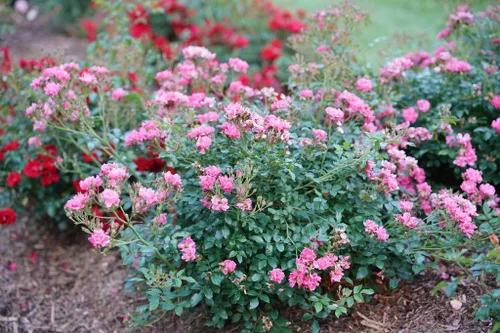 Miniatura 2 de OSO Easy® Double Pink Rose-Very Hardy Probado Ganadores - Maceta de 4