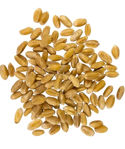 Miniatura 2 de Marca Palouse Certificada Libre de Residuos de Glifosato Grano de Trigo Duro Blanco 15 Libras Paquete de 3 Cultivado por una Familia