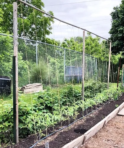 Miniatura 6 de Guita de jardín para atar tomate de 6300 pies