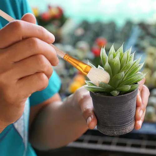 Miniatura 9 de Angoily Herramienta polinizadora, cepillo de polinización manual para árboles frutales, suculentas y plantas vegetales, bolígrafo de polinización