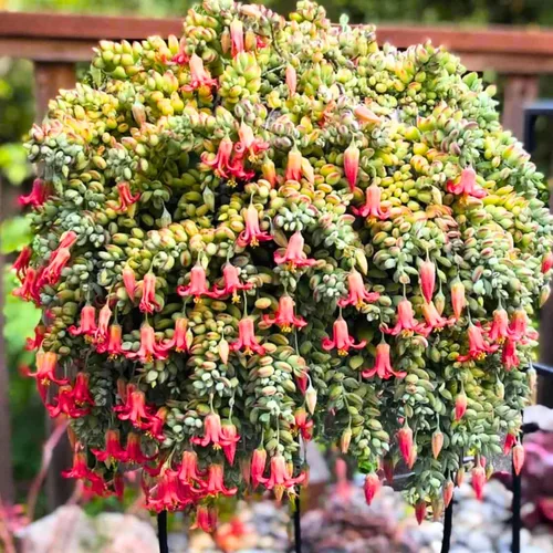 Cotyledon Pendens - Planta viva suculenta en maceta de 2 pulgadas, planta suculenta que se arrastra, planta viva de interior para el hogar, jardín,