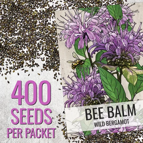 Miniatura 3 de Seed Needs Semillas de bálsamo de abeja para plantar bergamota silvestre, reliquia y flores perennes de polinización abierta para cultivar un jardín
