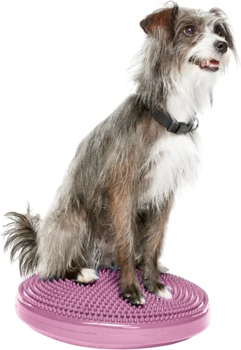 Miniatura 10 de FitPaws® Disco de equilibrio para perros, 22 pulgadas, Razzleberry Equipo de ejercicio para perros Herramienta de entrenamiento para fuerza