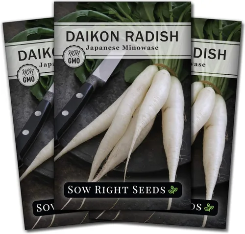 Sow Right Seeds - Semillas de rábano japonés Minowase Daikon para plantar - Paquete de reliquia sin OMG con instrucciones para plantar un huerto