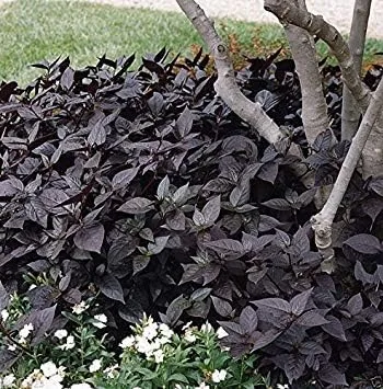 Alternanthera Semillas - Purple Knight, planta de follaje tropical, planta amante del calor (5 semillas)