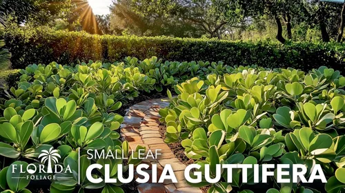 Miniatura 3 de Clusia Guttifera - Hoja pequeña 30 plantas vivas Clusia guttifera Plantas de cobertura de privacidad Arbusto de hoja perenne para paisajismo