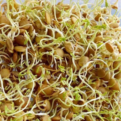 Miniatura 3 de Semillas de lentejas verdes para germinar microverdes, 8 onzas, una rica fuente de vitaminas y minerales y nutrientes que promueven la salud!
