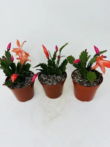 Miniatura 3 de Tres Cactus de Navidad Rojos en Flor - Maceta de 4 Pulgadas - Plantas Zygocactus