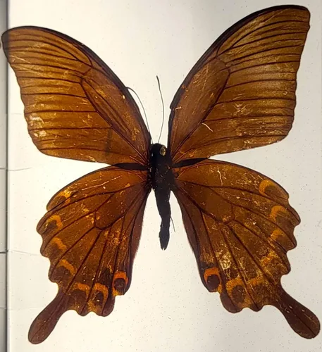 Miniatura 29 de Mariposa Bluebottle real de 2.9 pulgadas en resina de Lucite transparente, grafio, sarpedón, colección de manualidades para biología, ciencias