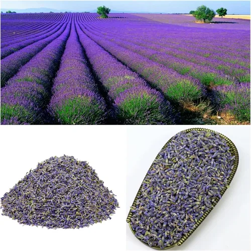 Miniatura 5 de Flores secas de lavanda de 7 onzas (7.05 oz), capullos de lavanda aromáticos para remojos de baño, manualidades, manualidades, sobres para el hogar