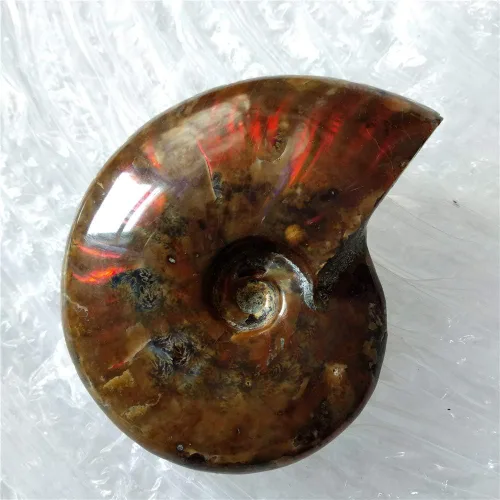 Miniatura 2 de LIXUAN Amonita Fósil Cleoniceras Iridesce Amonita Arco iris Espécimenes fósiles Amolita de Madagascar Fósil