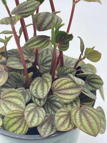 Miniatura 3 de BubbleBlooms Peperomia Piccolo Banda, albovittata, en una maceta de 4 pulgadas, Pep raro