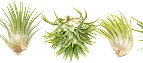 Miniatura 2 de Paquete de 25 plantas de aire grandes Ionantha Rubra surtidas, plantas suculentas vivas para el hogar, a granel, decoración para el hogar