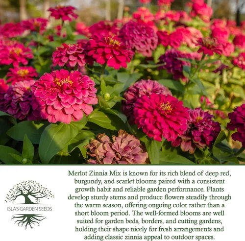 Miniatura 6 de Zinnia Merlot Mix - Semillas de flores para plantar, más de 200 semillas de flores por paquete, meteorito, príncipe morado y escarlata llama