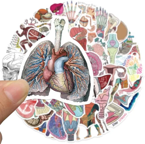 Miniatura 5 de Anatomy Pun Stickers Human Anatomy Sticker Water Bottle Stickers for Teens Waterproof Vinyl(50Pcs)