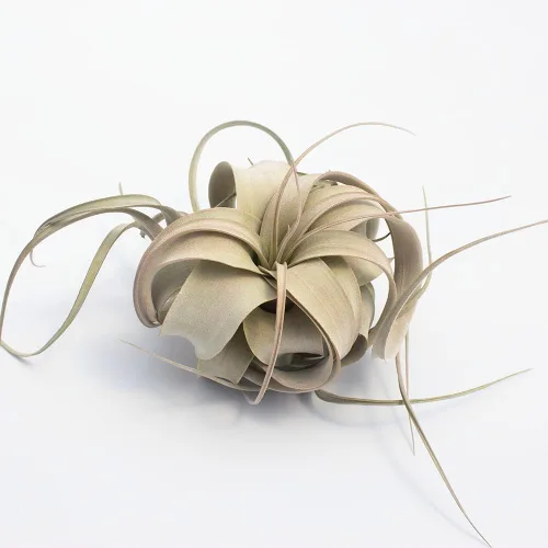 Miniatura 5 de Garden in the City Planta de aire Tillandsia Xerographica 6 pulgadas de ancho, cultivada en invernadero, se envía desde California