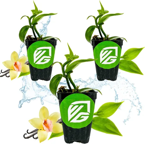 Miniatura 8 de Orquídea de Vainilla de Frijol en Vivo - Vanilla planifolia por Wellspring Gardens - Frijoles de Vainilla Fragantes, Enredadera Versátil, Elegancia