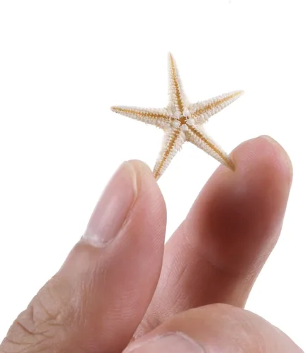Miniatura 3 de 100 piezas pequeñas estrella de mar estrella de mar conchas de mar playa para manualidades 0.4"-1