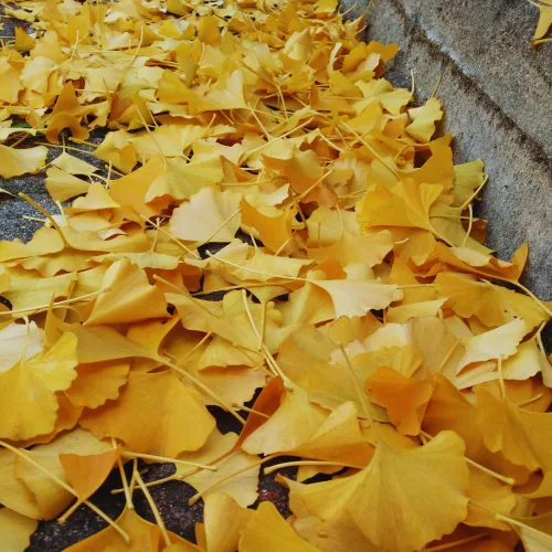Miniatura 5 de Juego de 2 plantas de ginkgo vivas con raíces desnudas, 6 a 12 pulgadas de alto, árboles de ginkgo biloba para jardín, patio o decoración
