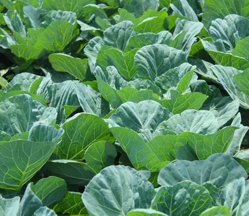 Georgia Southern Collard Green Seeds para plantar – Más de 250 semillas de col sin OMG – Planta y cultiva huerto al aire libre en casa, 1 paquete