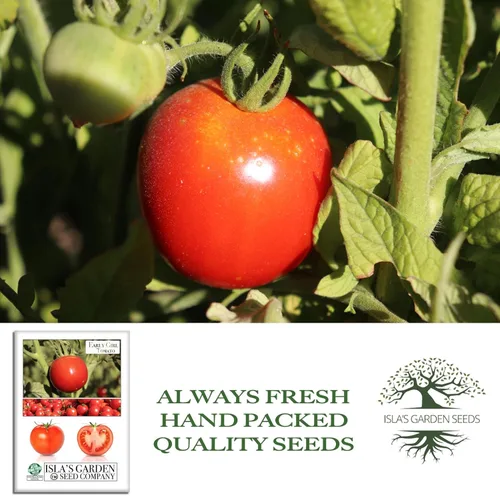 Miniatura 4 de Semillas de tomate Early Girl para plantar, más de 25 semillas por paquete, semillas de jardín de Isla (semillas de jardín de Isla), semillas sin