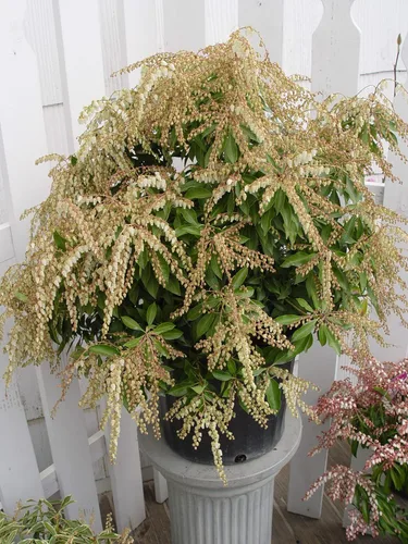 Miniatura 3 de Pieris jap. 'Compacta' (Andrómeda japonesa compacta) Evergreen, #3 - Contenedor