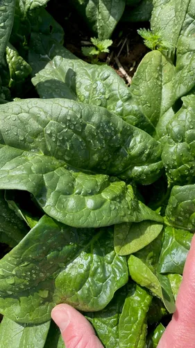 Miniatura 3 de Plant Good Seed Semillas orgánicas de equinoccio de espinaca, paquete de 300, semillas tradicionales para plantar verduras, suministros