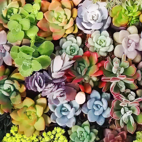 Miniatura 2 de Sprout N Green 10 esquejes variados de suculentas vivas, variedades raras, recortes de plantas, ideal para terrarios, mini jardines, proyectos