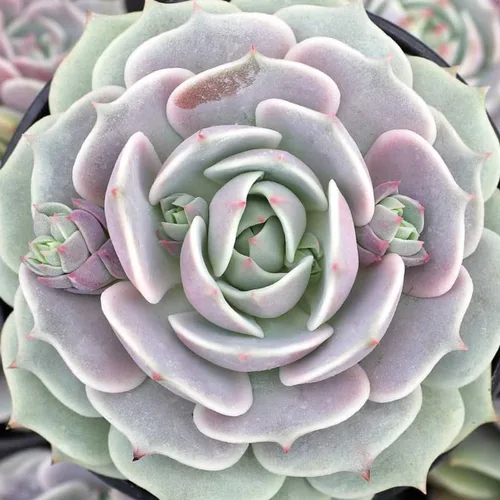 Miniatura 6 de Echeveria Suculents Plantas vivas para plantar, suculentas de Echeveria vivas, plantas de Echeveria vivas, suculentas de Echeveria vivas, suculentas