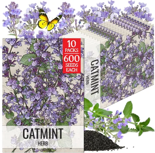 Miniatura 14 de Seed Needs Semillas de hierba gatera para plantar Nepeta cataria - Semillas de hierbas sin OMG y sin tratar para plantar y cultivar un jardín