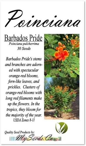 Miniatura 4 de Poinciana pulcherrima (orgullo de Barbados, arbusto rojo del paraíso), semillas de árbol, flores escarlata y amarillas brillantes, elige