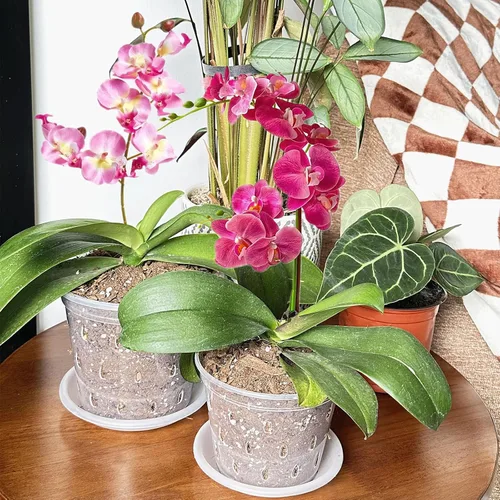 Miniatura 5 de DESOMINOR Paquete de 4 macetas de orquídeas transparentes, macetas de plástico de 4.8 pulgadas, 5.6 pulgadas y 7 pulgadas con agujeros y platillos
