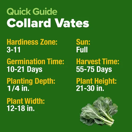 Miniatura 5 de HOME GROWN Vates Collard Green Seeds - Mezcla a granel Más de 300 semillas tradicionales sin OMG para plantación de jardín de otoño e invierno