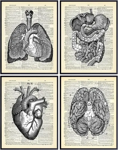 Corazón, pulmones, cerebro, órganos de anatomía intestinal – Diccionario reciclado, impresiones artísticas de pared para clínica médica, oficina,